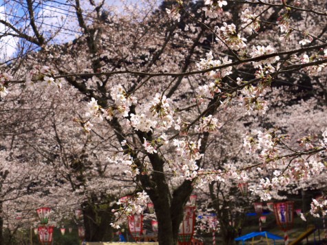打吹公園　桜