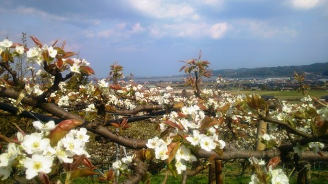 二十世紀梨の花　遠くに東郷湖が見える