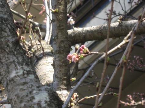 4月6日の桜*